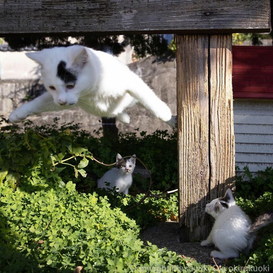 Photographer Continues To Photograph Cats On The Streets Proving That Cats Really Are The Kings Of The World (New Pics)