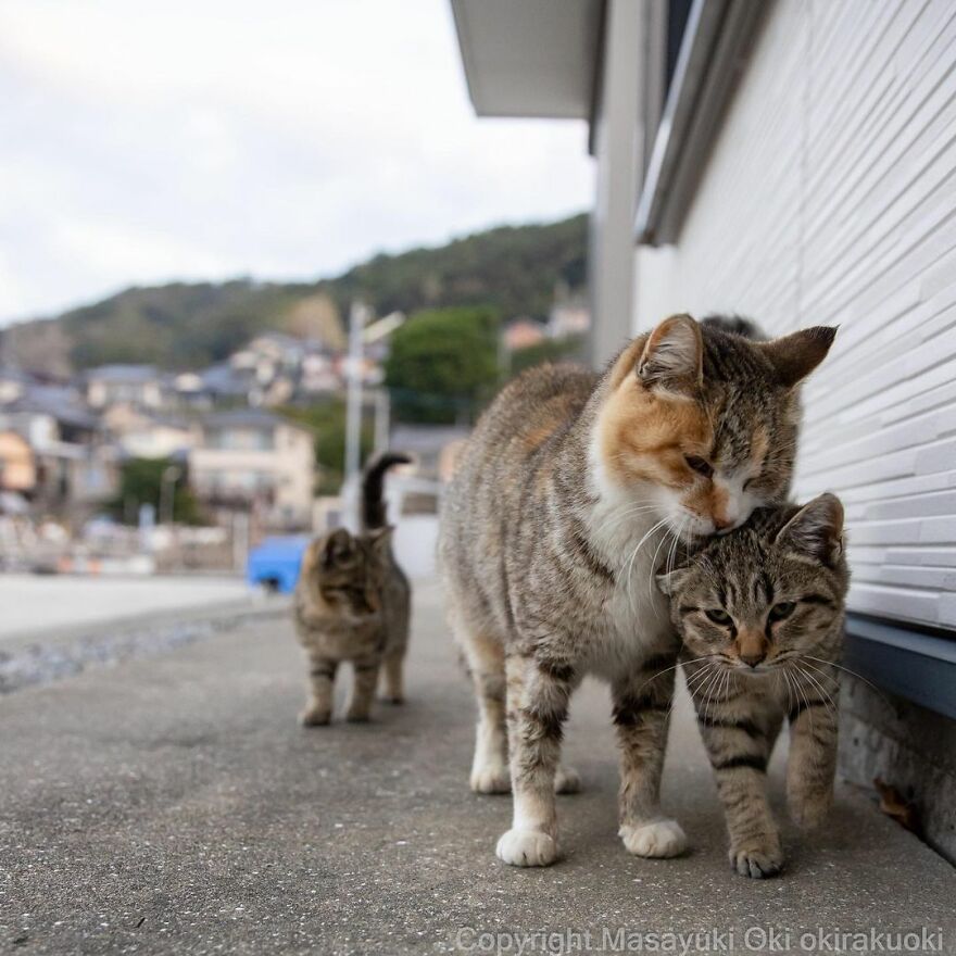 Photographer Continues To Photograph Cats On The Streets Proving That Cats Really Are The Kings Of The World (New Pics)