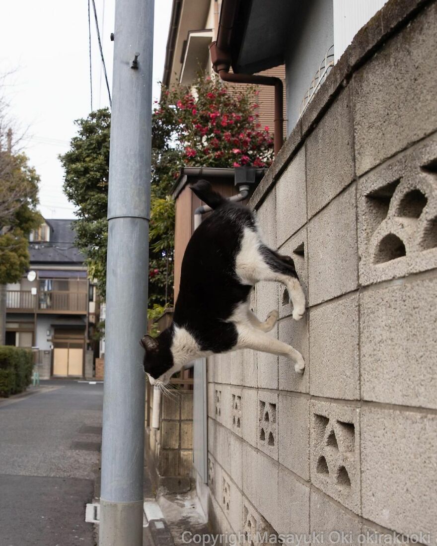 Photographer Continues To Photograph Cats On The Streets Proving That Cats Really Are The Kings Of The World (New Pics)