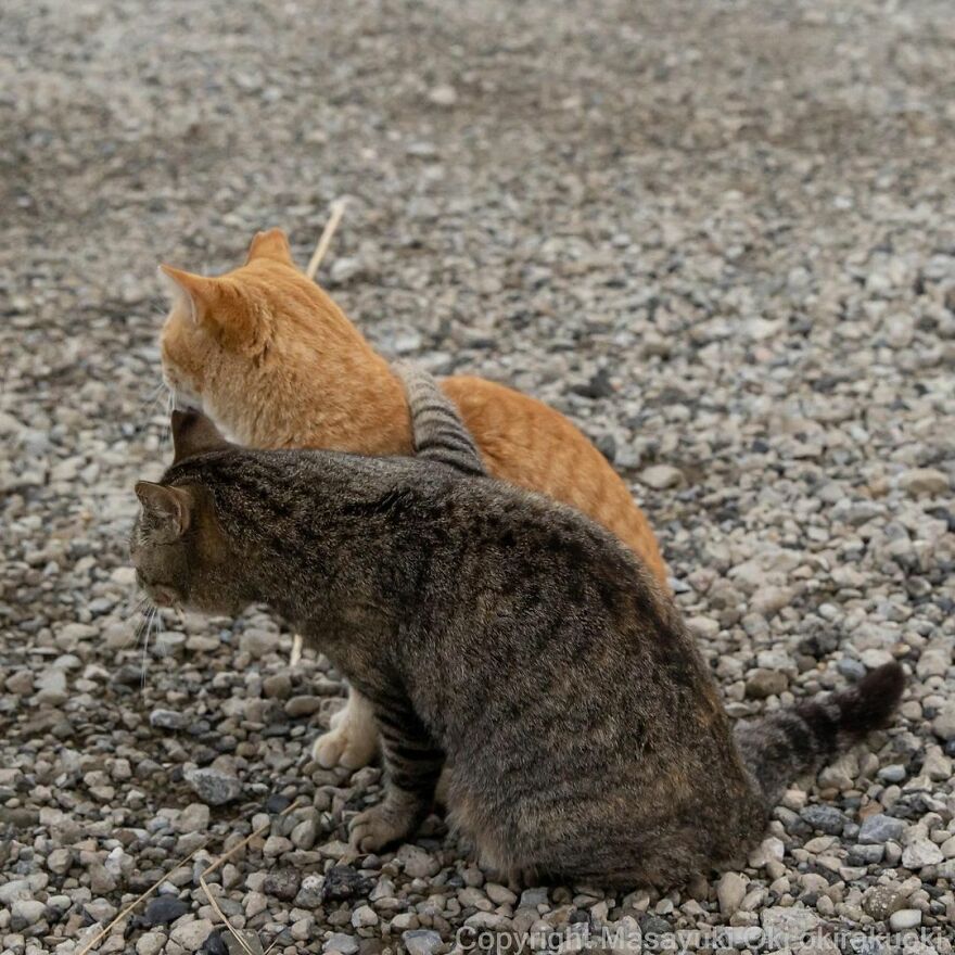Photographer Continues To Photograph Cats On The Streets Proving That Cats Really Are The Kings Of The World (New Pics)