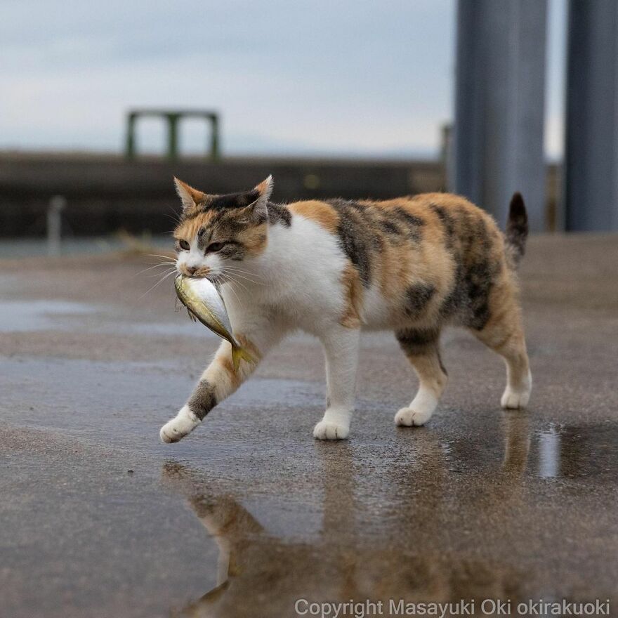 Photographer Continues To Photograph Cats On The Streets Proving That Cats Really Are The Kings Of The World (New Pics)