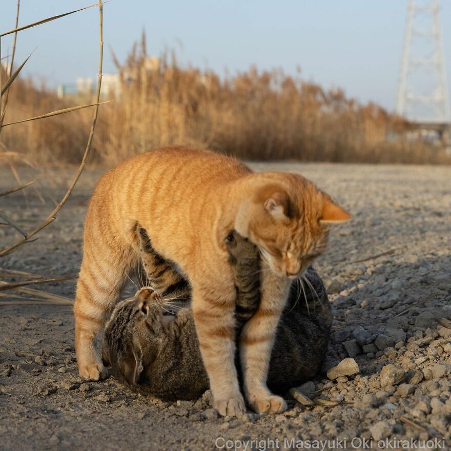 Photographer Continues To Photograph Cats On The Streets Proving That Cats Really Are The Kings Of The World (New Pics)