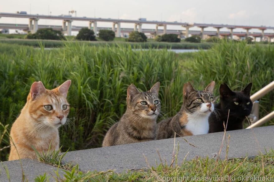 Photographer Continues To Photograph Cats On The Streets Proving That Cats Really Are The Kings Of The World (New Pics)