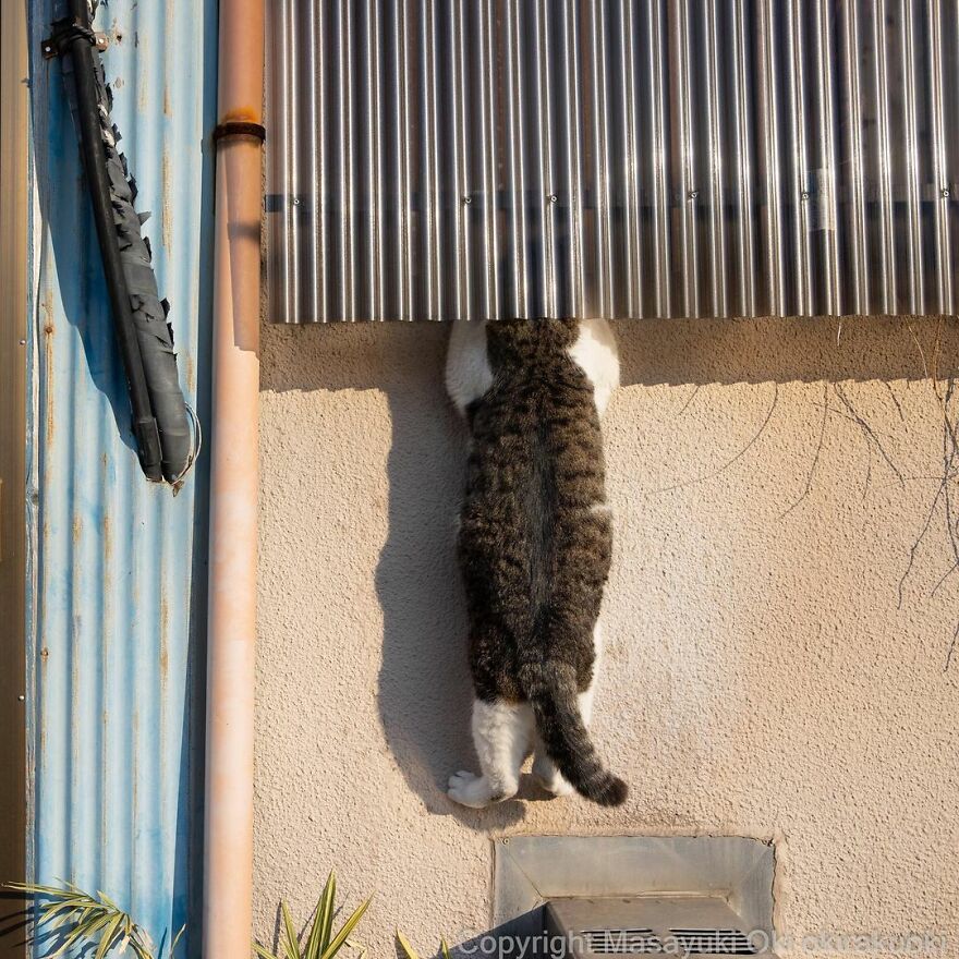 Photographer Continues To Photograph Cats On The Streets Proving That Cats Really Are The Kings Of The World (New Pics)