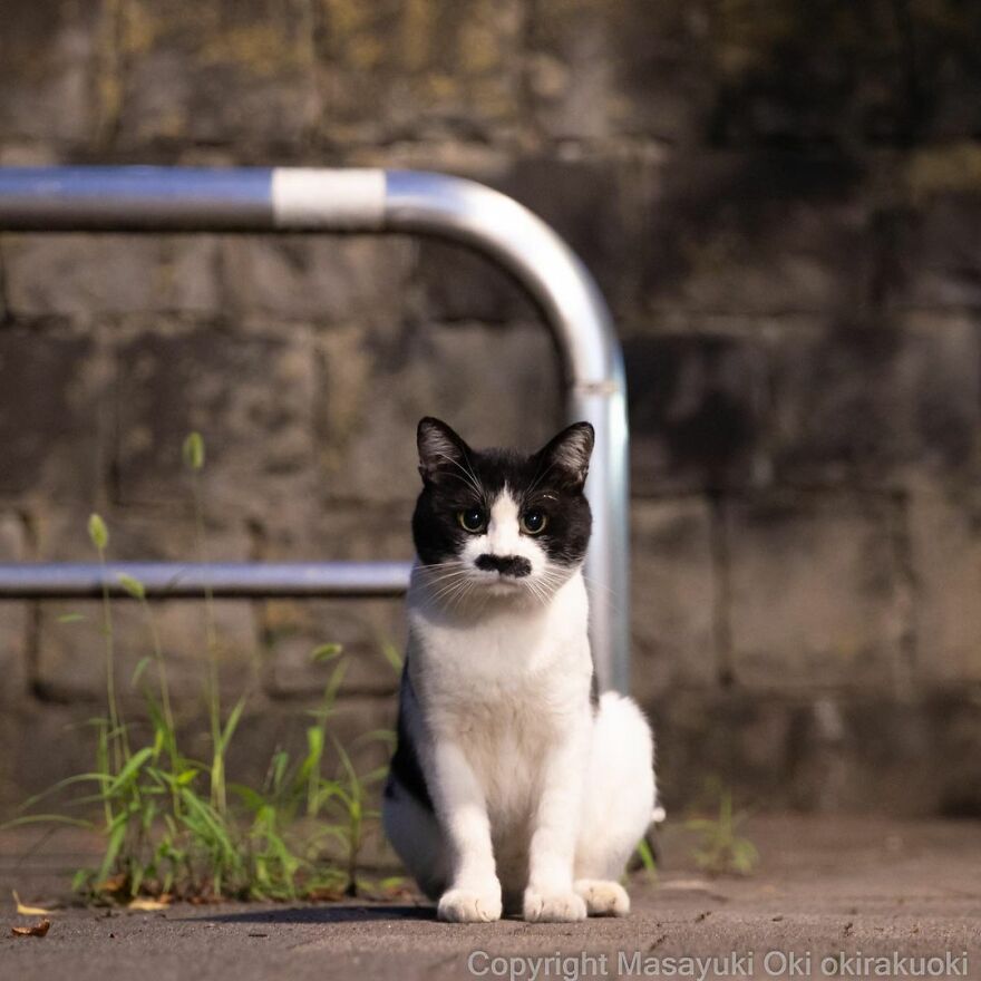Photographer Continues To Photograph Cats On The Streets Proving That Cats Really Are The Kings Of The World (New Pics)