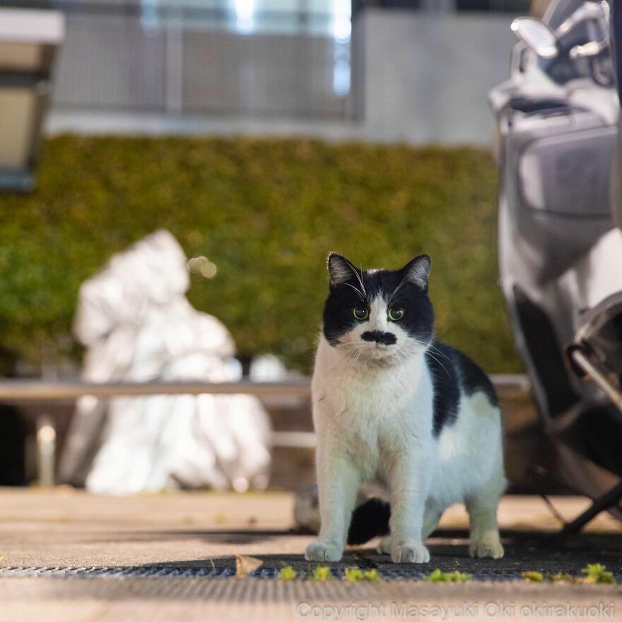 Photographer Continues To Photograph Cats On The Streets Proving That Cats Really Are The Kings Of The World (New Pics)