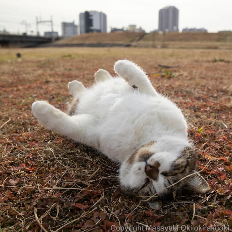 Photographer Continues To Photograph Cats On The Streets Proving That Cats Really Are The Kings Of The World (New Pics)