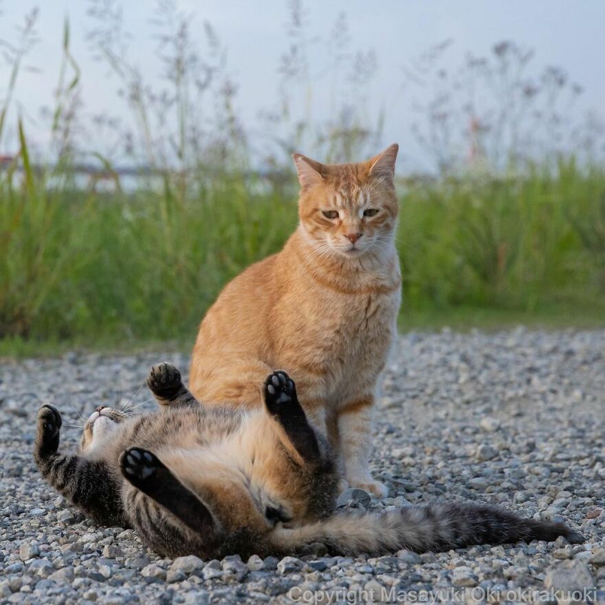Photographer Continues To Photograph Cats On The Streets Proving That Cats Really Are The Kings Of The World (New Pics)