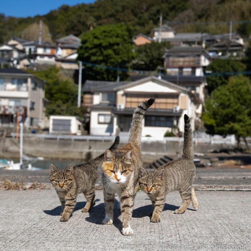 Photographer Continues To Photograph Cats On The Streets Proving That Cats Really Are The Kings Of The World (New Pics)
