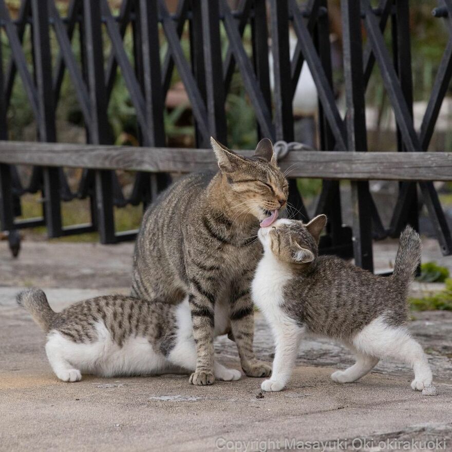 Photographer Continues To Photograph Cats On The Streets Proving That Cats Really Are The Kings Of The World (New Pics)