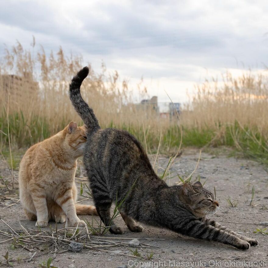 Photographer Continues To Photograph Cats On The Streets Proving That Cats Really Are The Kings Of The World (New Pics)