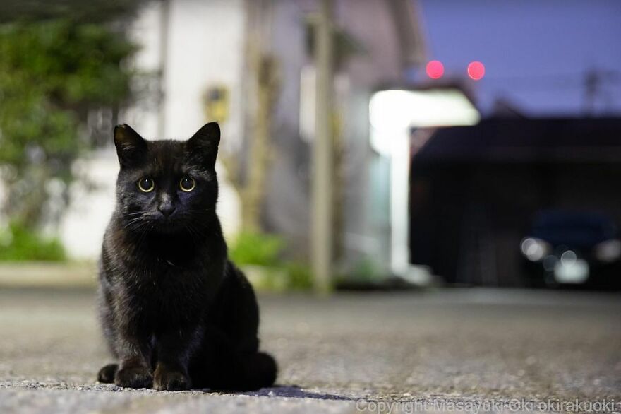 Photographer Continues To Photograph Cats On The Streets Proving That Cats Really Are The Kings Of The World (New Pics)