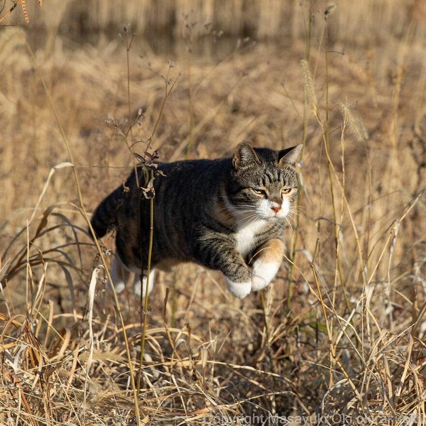 Photographer Continues To Photograph Cats On The Streets Proving That Cats Really Are The Kings Of The World (New Pics)
