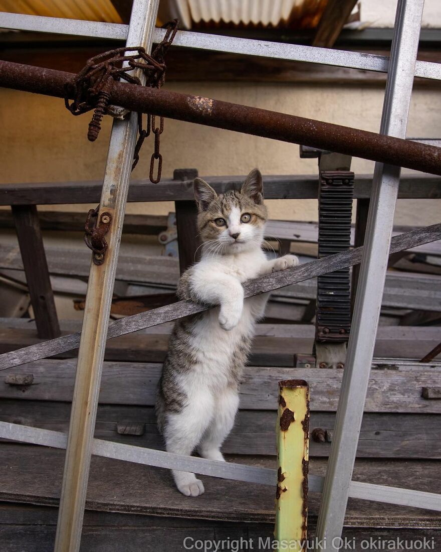 Photographer Continues To Photograph Cats On The Streets Proving That Cats Really Are The Kings Of The World (New Pics)