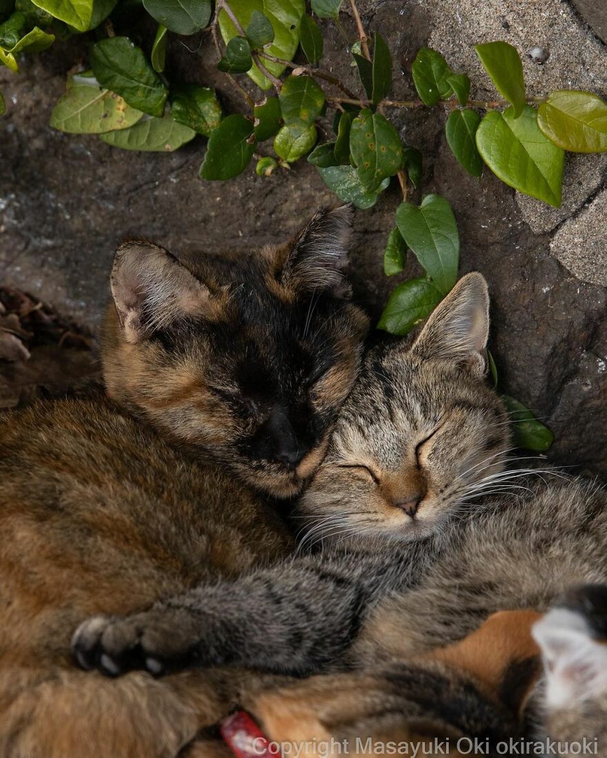 Photographer Continues To Photograph Cats On The Streets Proving That Cats Really Are The Kings Of The World (New Pics)