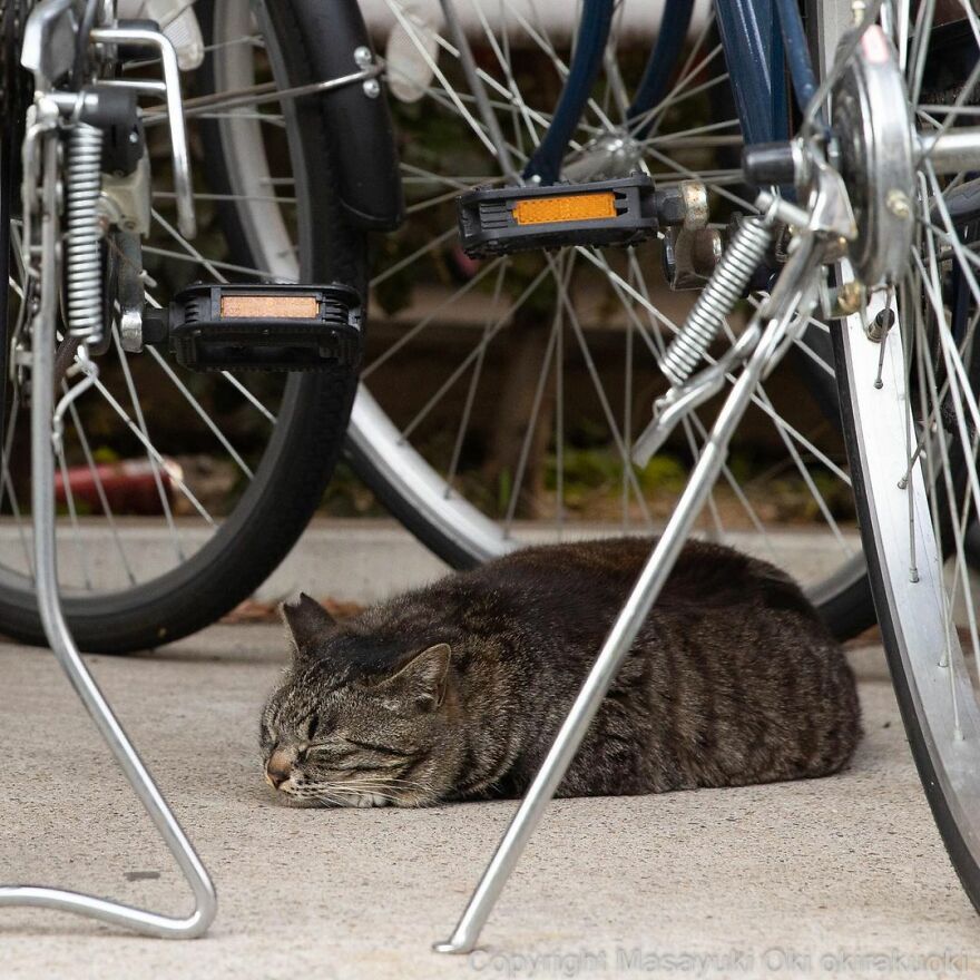 Photographer Continues To Photograph Cats On The Streets Proving That Cats Really Are The Kings Of The World (New Pics)