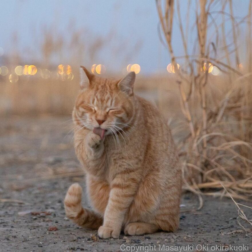 Photographer Continues To Photograph Cats On The Streets Proving That Cats Really Are The Kings Of The World (New Pics)
