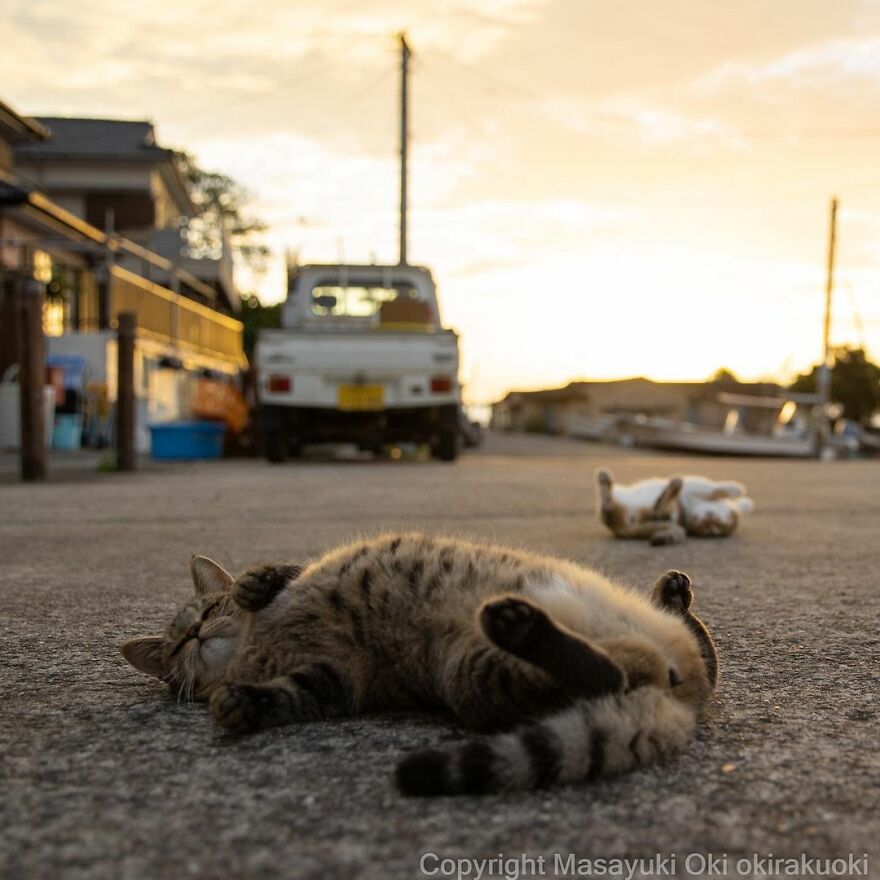 Photographer Continues To Photograph Cats On The Streets Proving That Cats Really Are The Kings Of The World (New Pics)