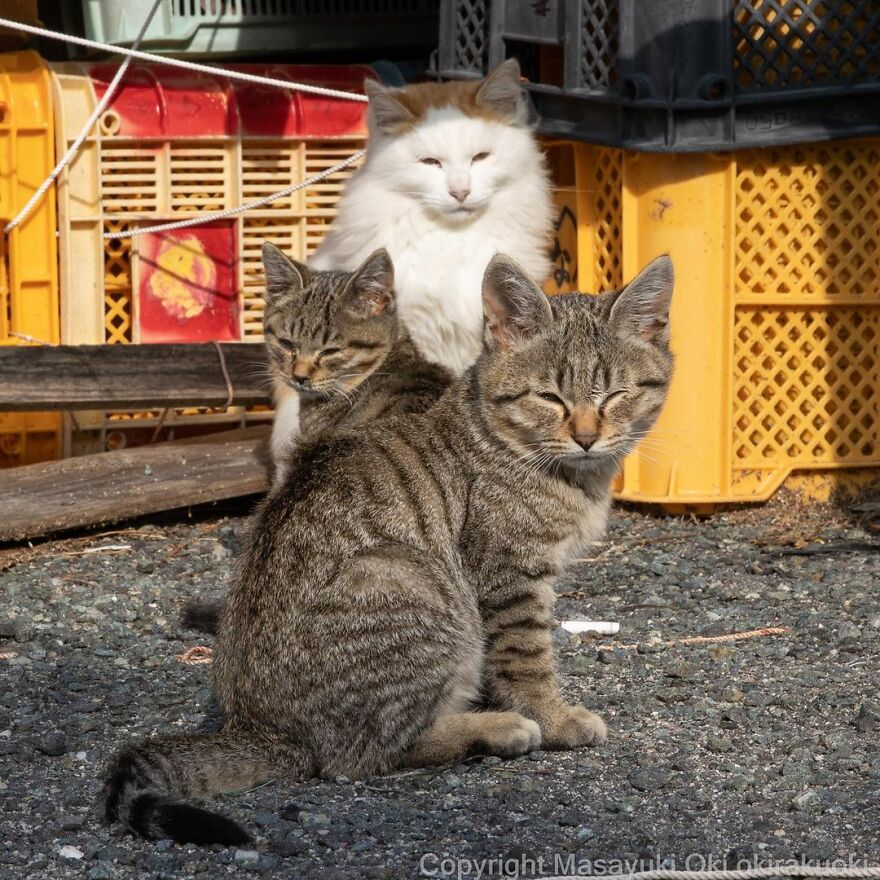 Photographer Continues To Photograph Cats On The Streets Proving That Cats Really Are The Kings Of The World (New Pics)