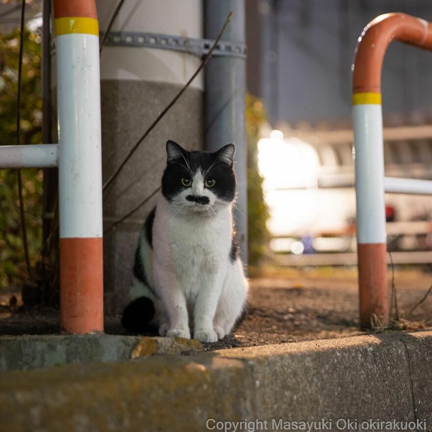 Photographer Continues To Photograph Cats On The Streets Proving That Cats Really Are The Kings Of The World (New Pics)