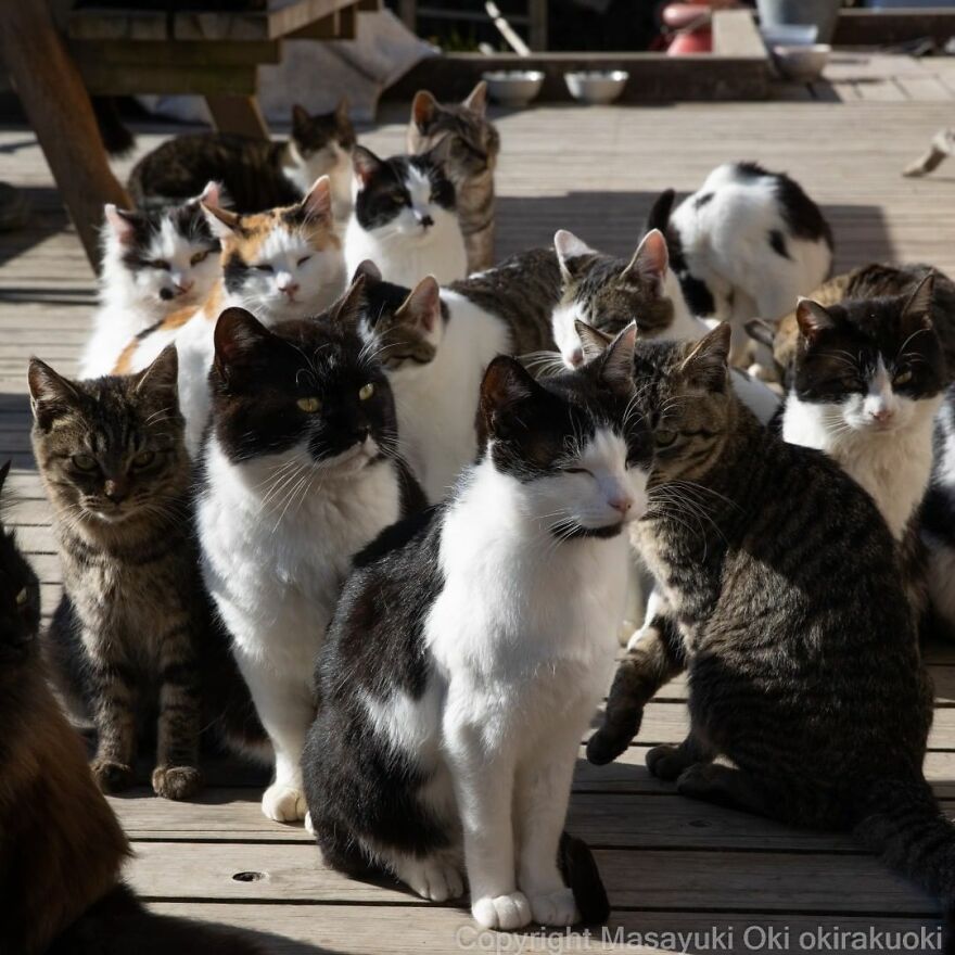 Photographer Continues To Photograph Cats On The Streets Proving That Cats Really Are The Kings Of The World (New Pics)