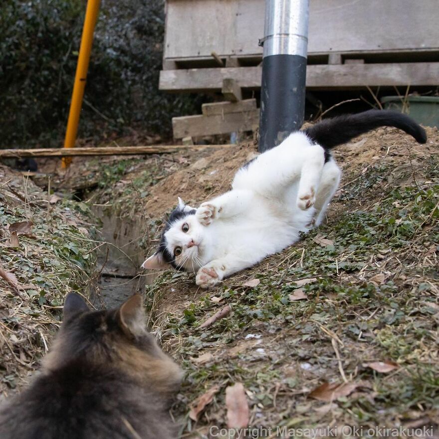 Photographer Continues To Photograph Cats On The Streets Proving That Cats Really Are The Kings Of The World (New Pics)