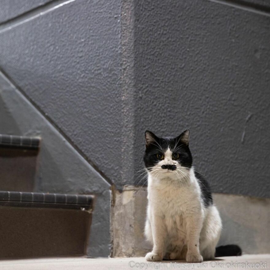 Photographer Continues To Photograph Cats On The Streets Proving That Cats Really Are The Kings Of The World (New Pics)