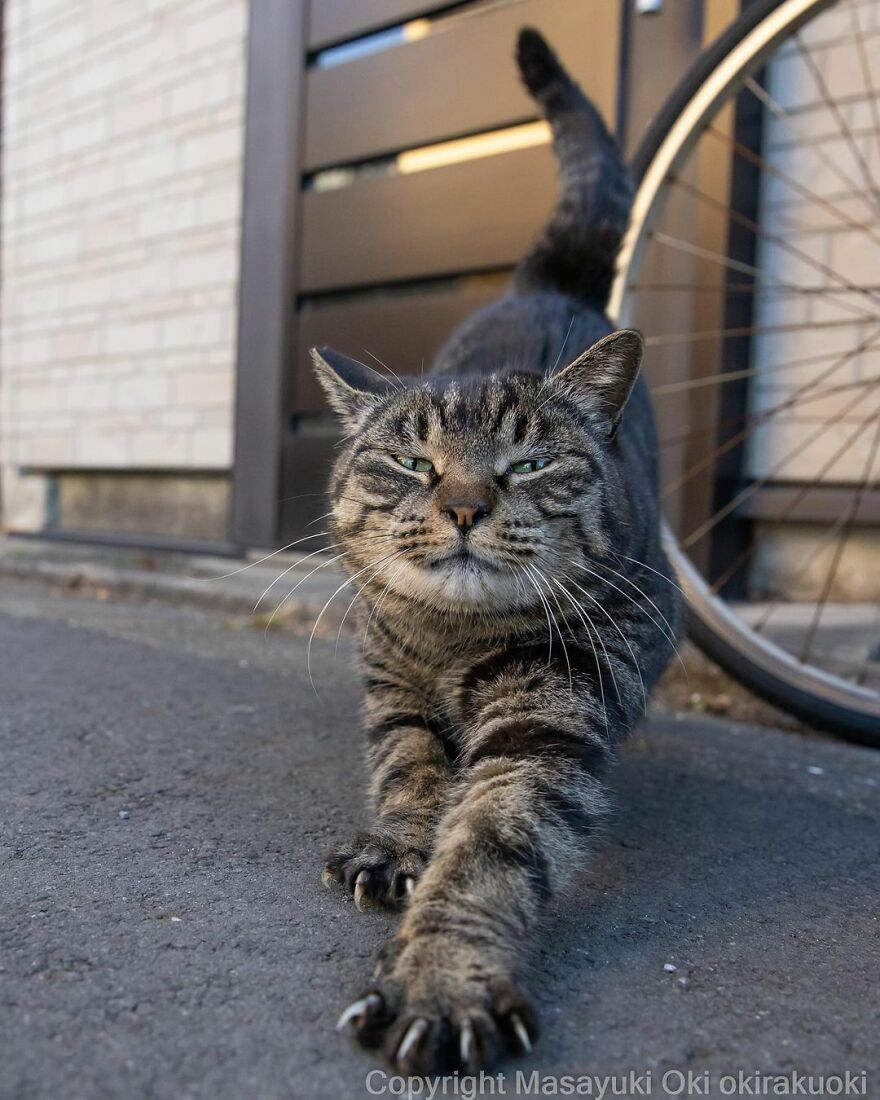 Photographer Continues To Photograph Cats On The Streets Proving That Cats Really Are The Kings Of The World (New Pics)