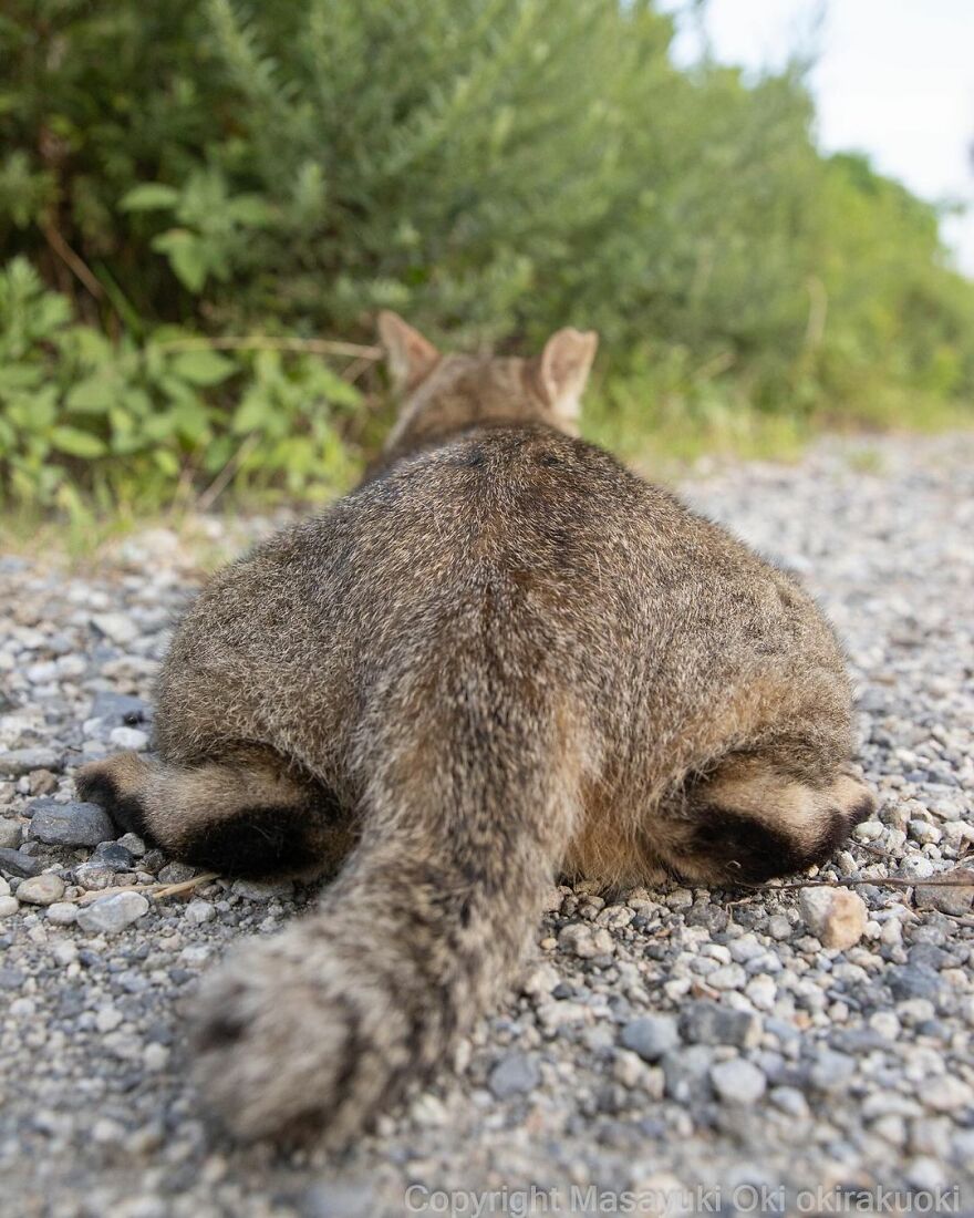 Photographer Continues To Photograph Cats On The Streets Proving That Cats Really Are The Kings Of The World (New Pics)