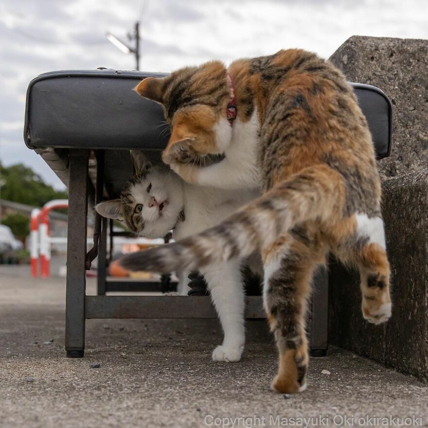 Photographer Continues To Photograph Cats On The Streets Proving That Cats Really Are The Kings Of The World (New Pics)