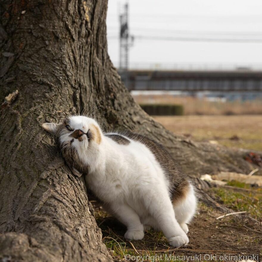 Photographer Continues To Photograph Cats On The Streets Proving That Cats Really Are The Kings Of The World (New Pics)