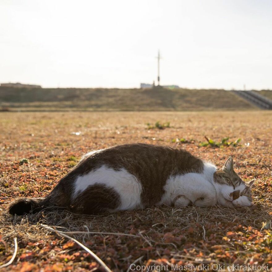 Photographer Continues To Photograph Cats On The Streets Proving That Cats Really Are The Kings Of The World (New Pics)