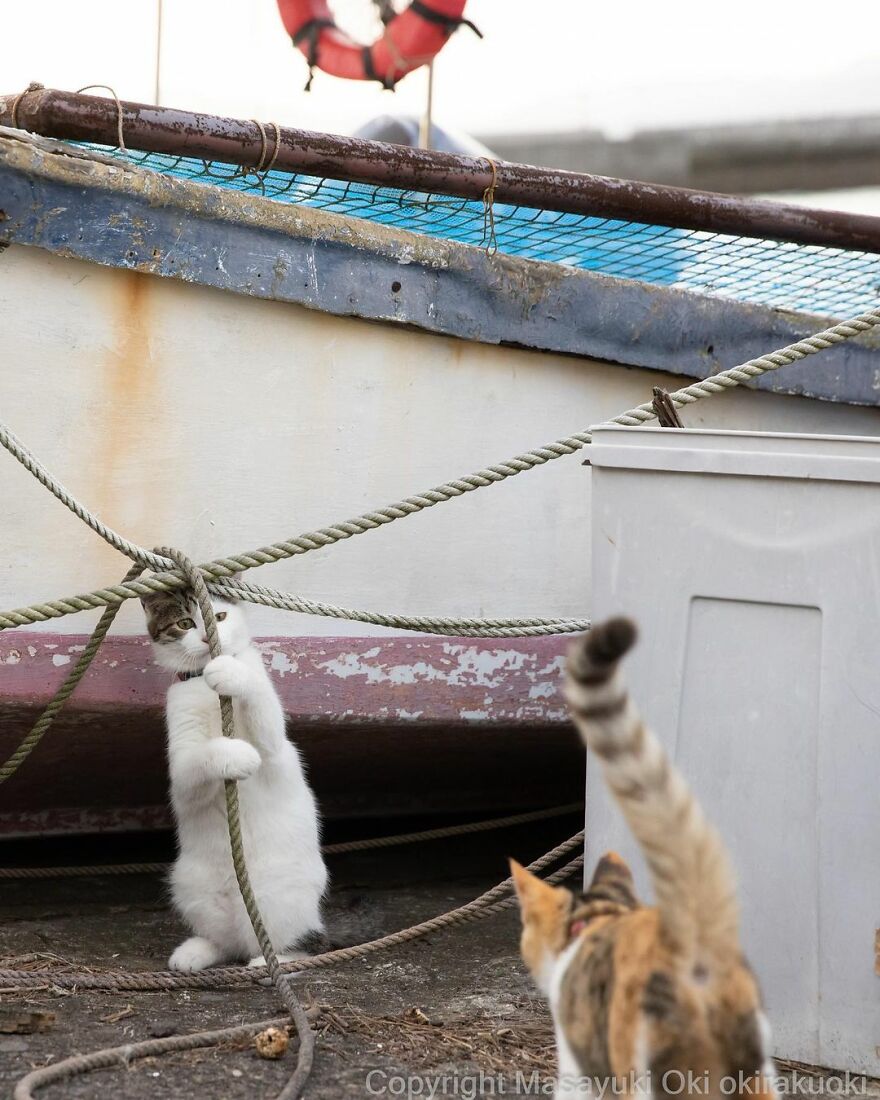 Photographer Continues To Photograph Cats On The Streets Proving That Cats Really Are The Kings Of The World (New Pics)