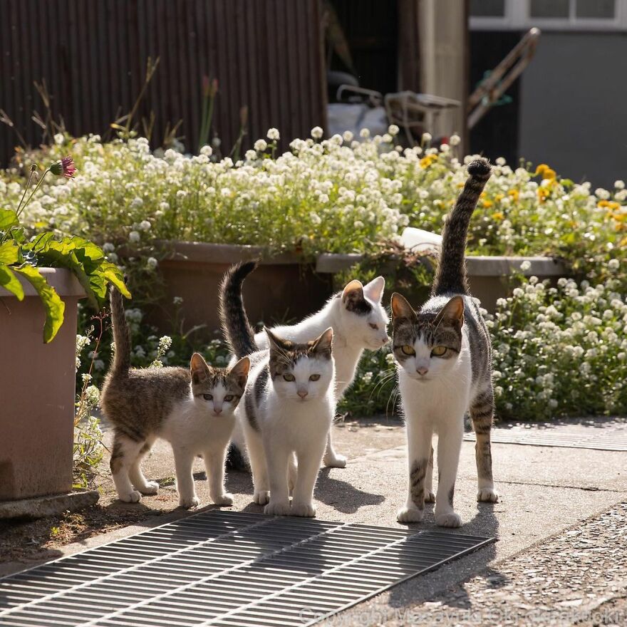 Photographer Continues To Photograph Cats On The Streets Proving That Cats Really Are The Kings Of The World (New Pics)