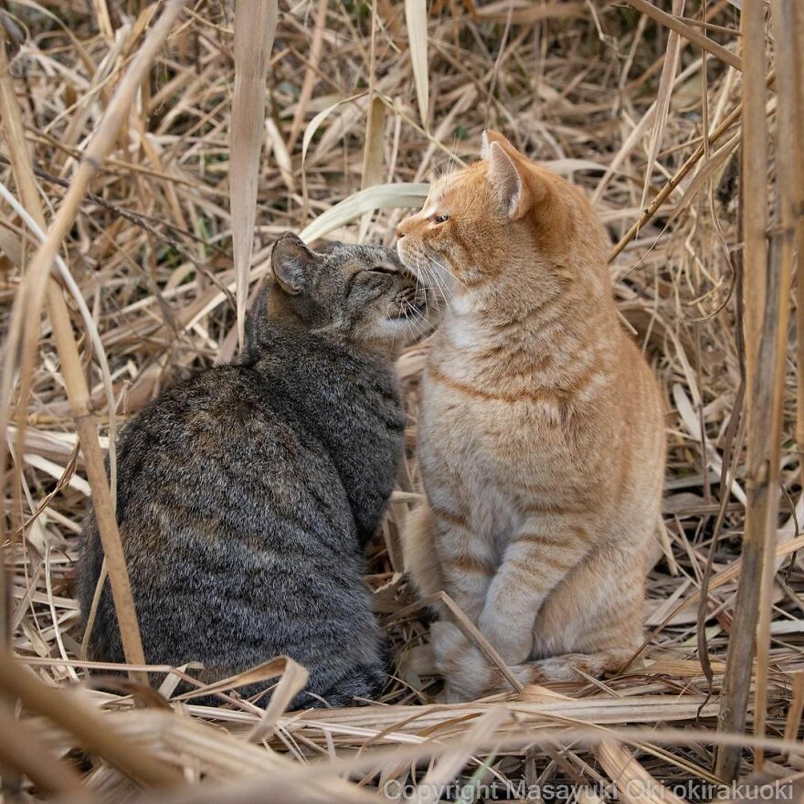 Photographer Continues To Photograph Cats On The Streets Proving That Cats Really Are The Kings Of The World (New Pics)
