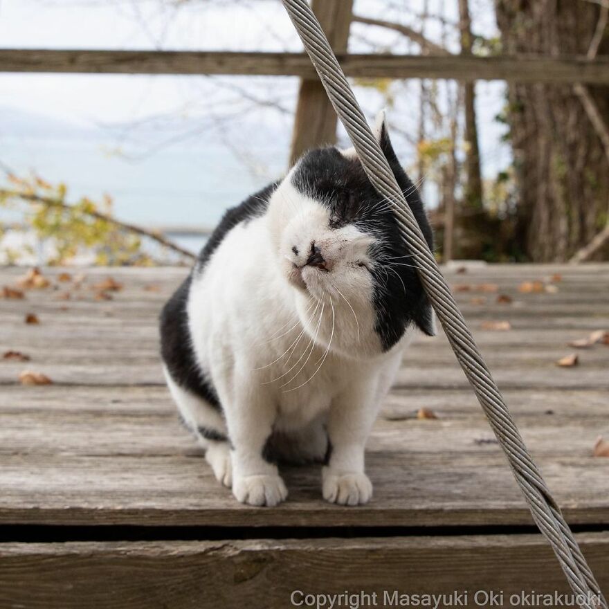 Photographer Continues To Photograph Cats On The Streets Proving That Cats Really Are The Kings Of The World (New Pics)