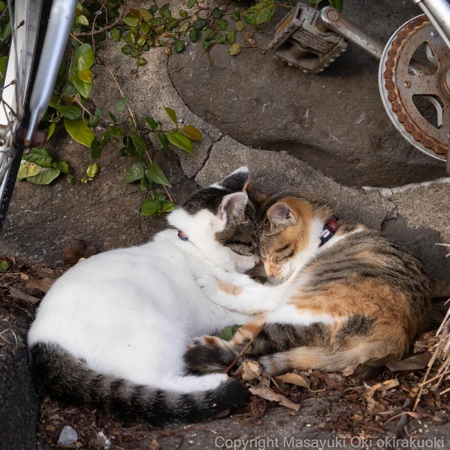 Photographer Continues To Photograph Cats On The Streets Proving That Cats Really Are The Kings Of The World (New Pics)