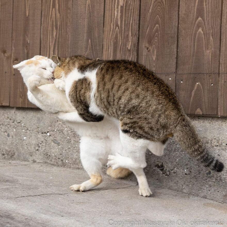 Photographer Continues To Photograph Cats On The Streets Proving That Cats Really Are The Kings Of The World (New Pics)