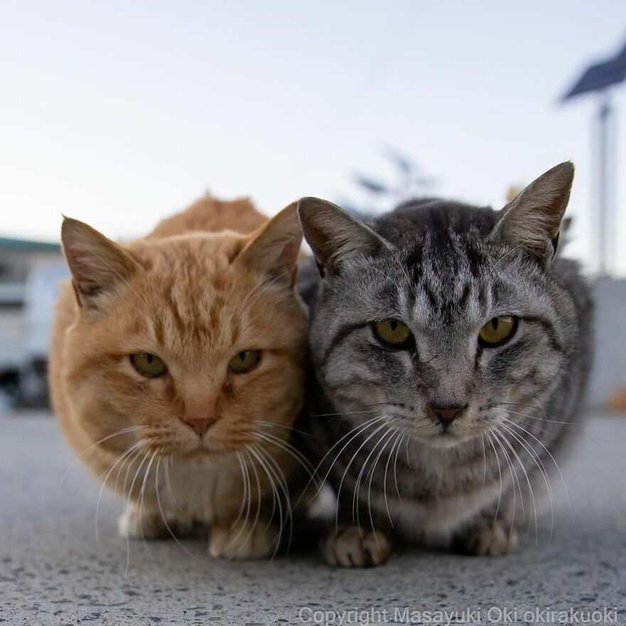 Photographer Continues To Photograph Cats On The Streets Proving That Cats Really Are The Kings Of The World (New Pics)