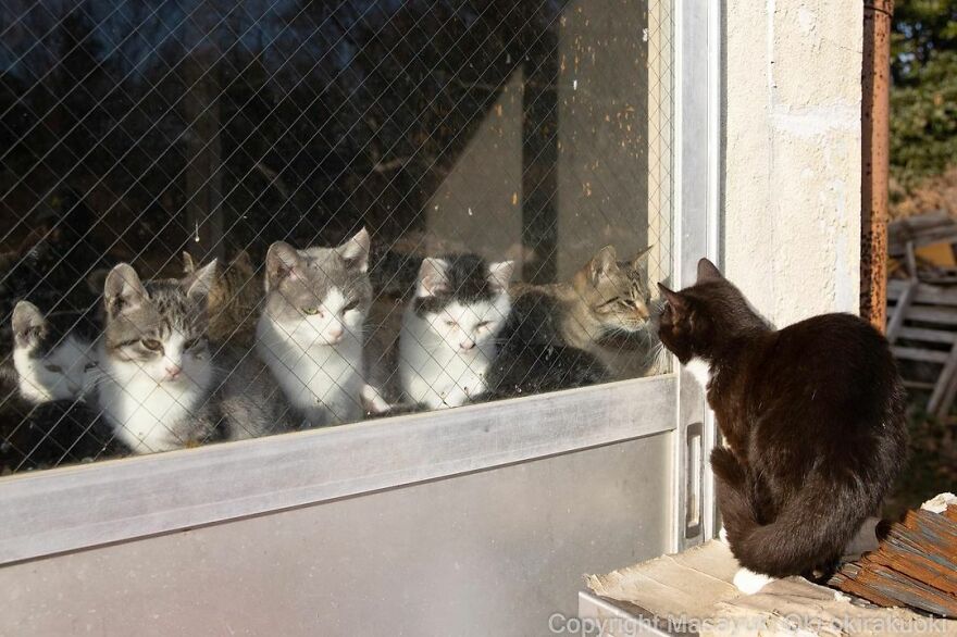 Photographer Continues To Photograph Cats On The Streets Proving That Cats Really Are The Kings Of The World (New Pics)