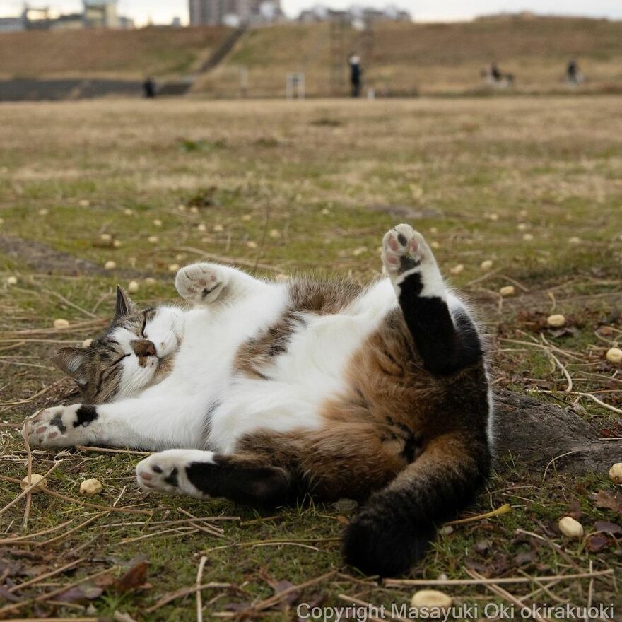 Photographer Continues To Photograph Cats On The Streets Proving That Cats Really Are The Kings Of The World (New Pics)