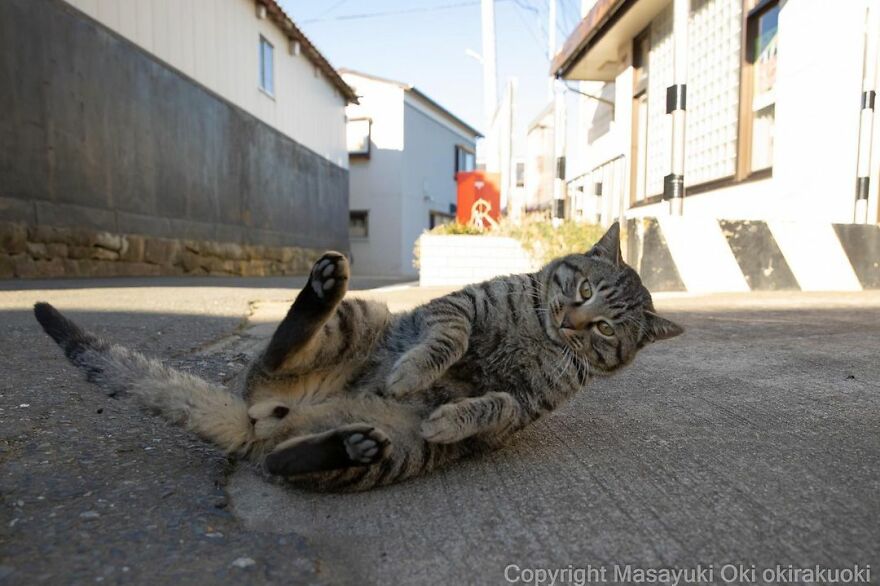 Photographer Continues To Photograph Cats On The Streets Proving That Cats Really Are The Kings Of The World (New Pics)