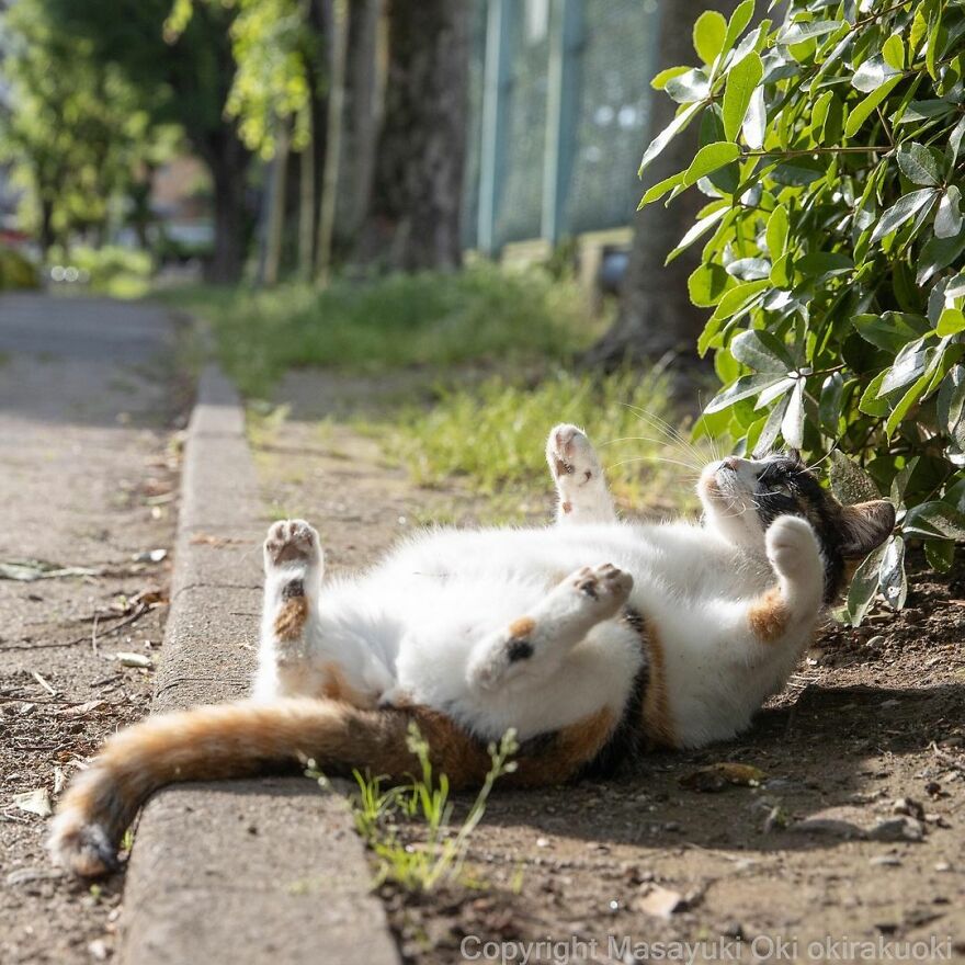 Photographer Continues To Photograph Cats On The Streets Proving That Cats Really Are The Kings Of The World (New Pics)