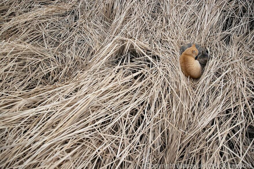 Photographer Continues To Photograph Cats On The Streets Proving That Cats Really Are The Kings Of The World (New Pics)