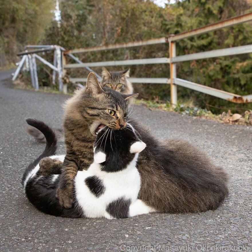 Photographer Continues To Photograph Cats On The Streets Proving That Cats Really Are The Kings Of The World (New Pics)