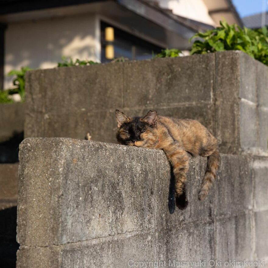 Photographer Continues To Photograph Cats On The Streets Proving That Cats Really Are The Kings Of The World (New Pics)