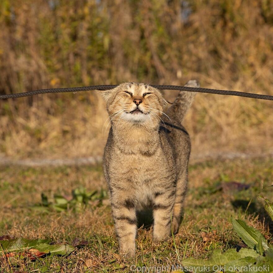 Photographer Continues To Photograph Cats On The Streets Proving That Cats Really Are The Kings Of The World (New Pics)