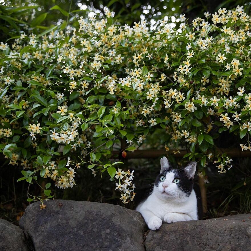Photographer Continues To Photograph Cats On The Streets Proving That Cats Really Are The Kings Of The World (New Pics)