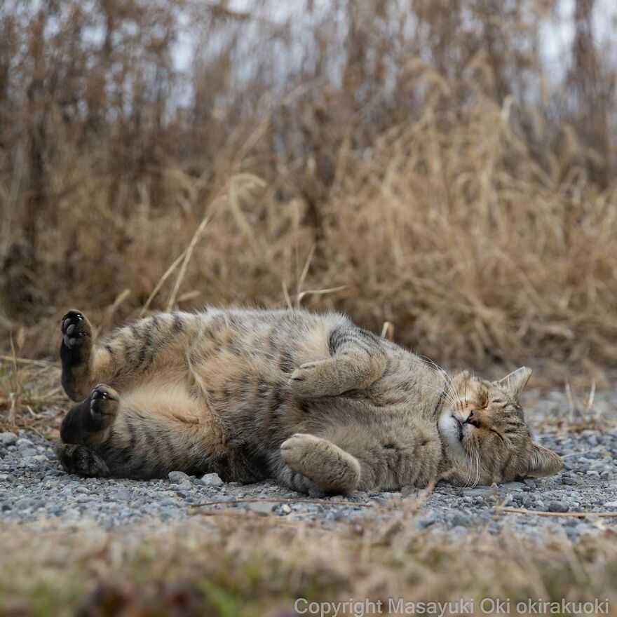 Photographer Continues To Photograph Cats On The Streets Proving That Cats Really Are The Kings Of The World (New Pics)