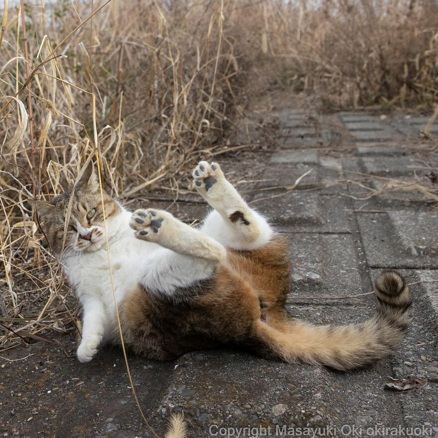 Photographer Continues To Photograph Cats On The Streets Proving That Cats Really Are The Kings Of The World (New Pics)